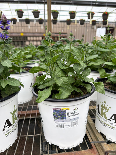 Salvia Sage Blue Marvel