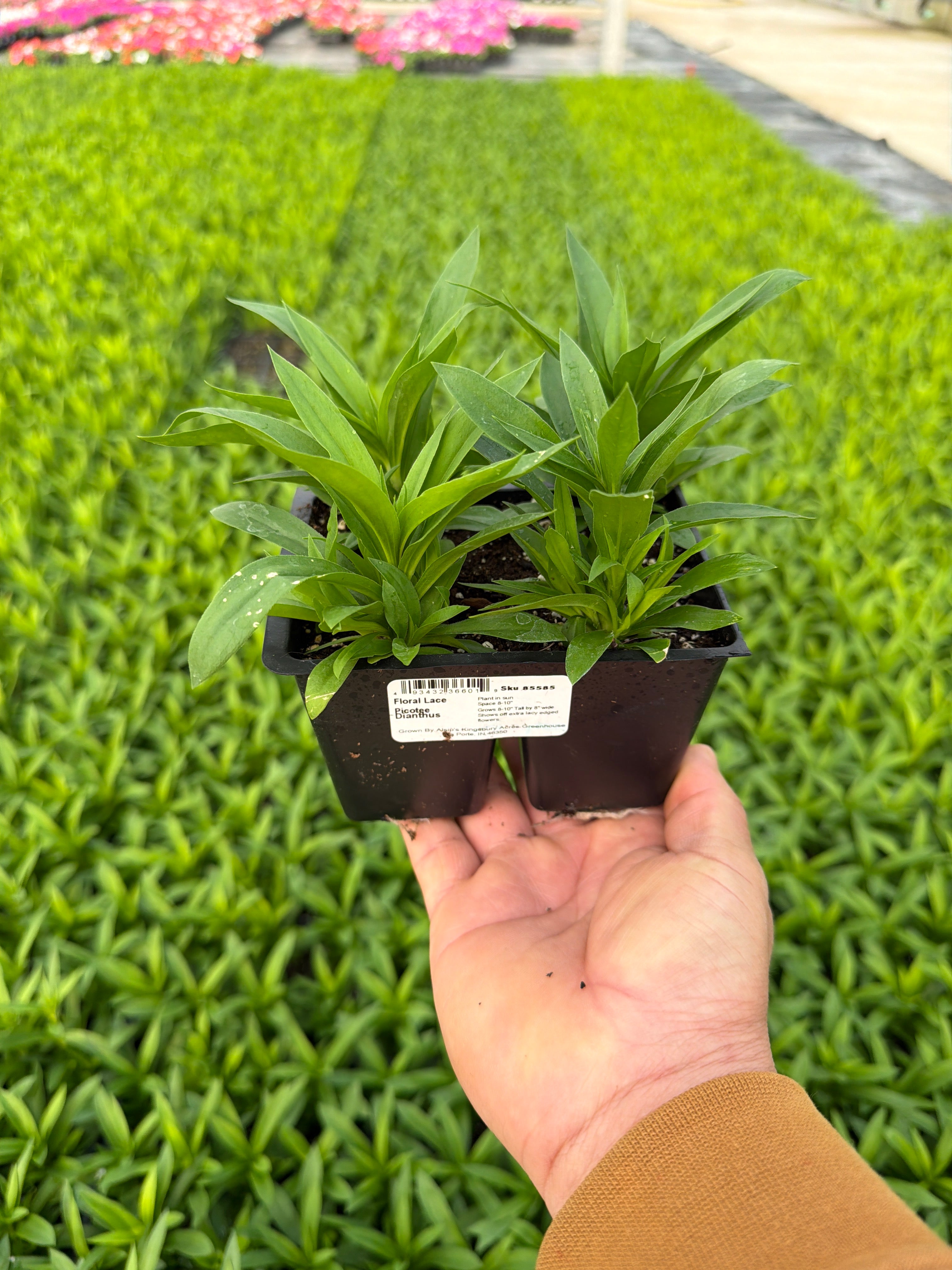 Dianthus Floral Lace Picotee - 4 Pack Annual