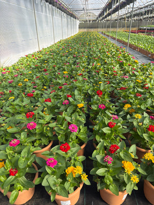 Zinnia Mix 3 - 8" Planter