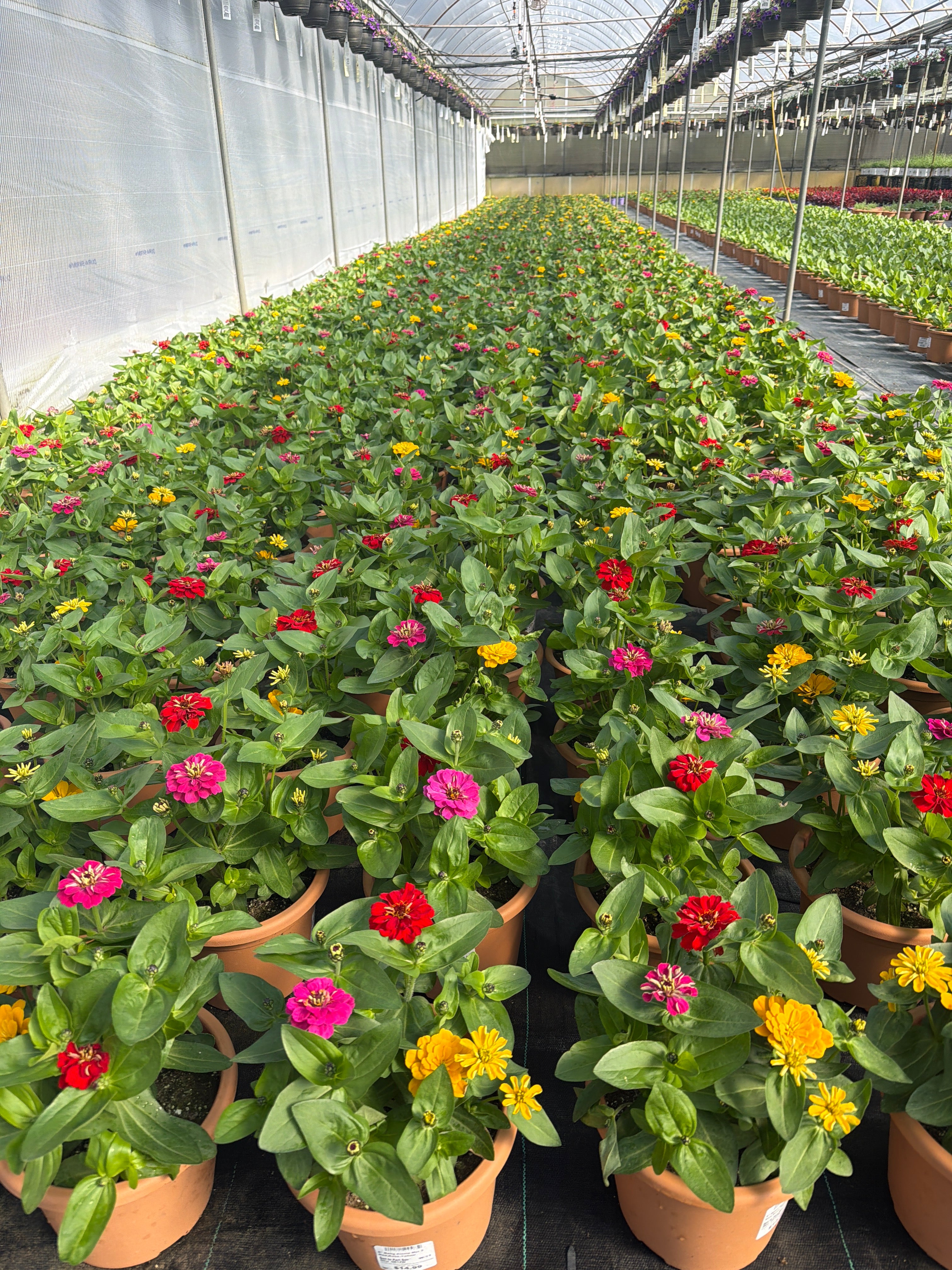Zinnia Mix 3 - 8" Planter