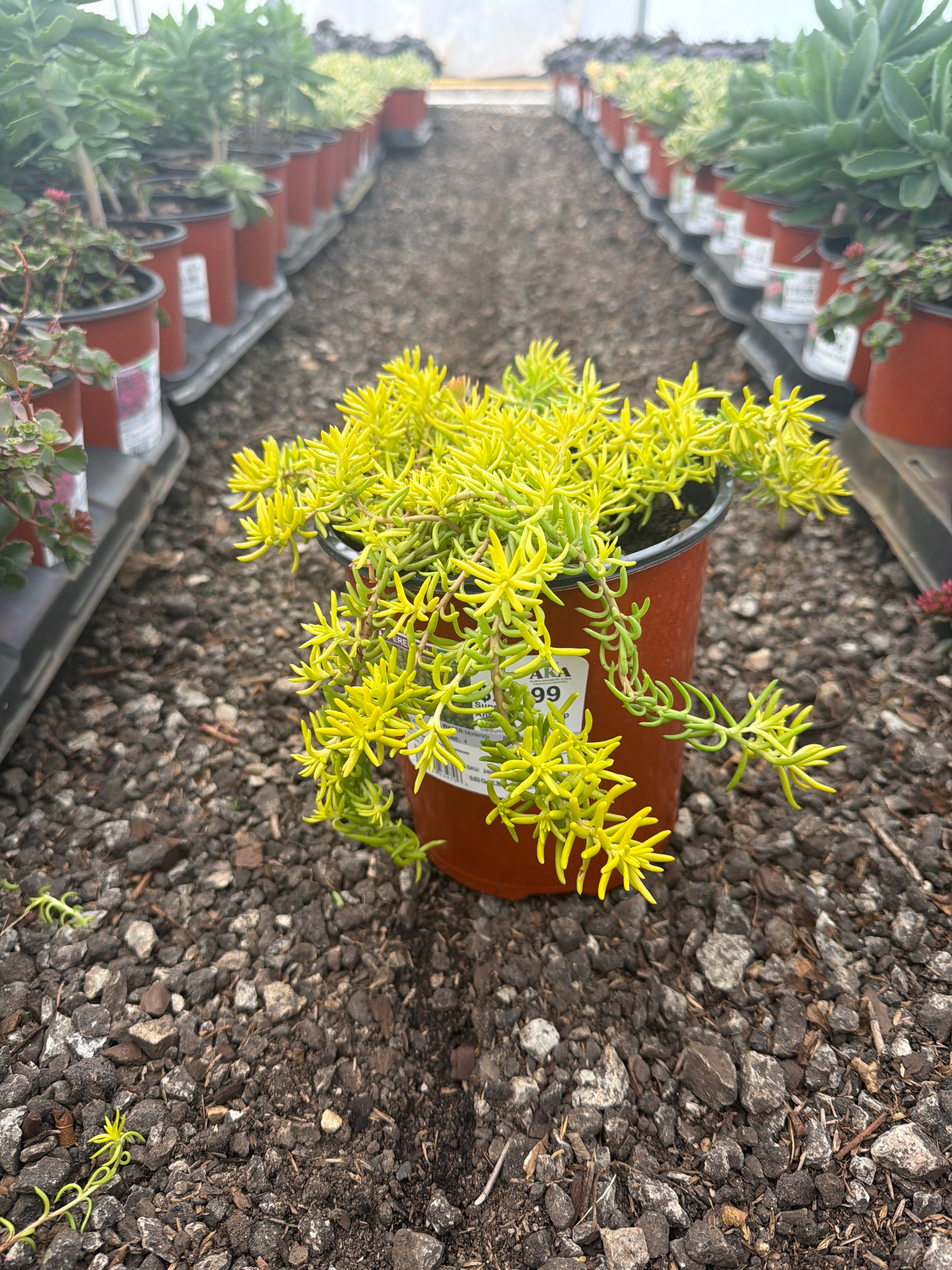 Sedum Stonecrop Sunsparkler Angelina's Tea Cup - 6" Perennial