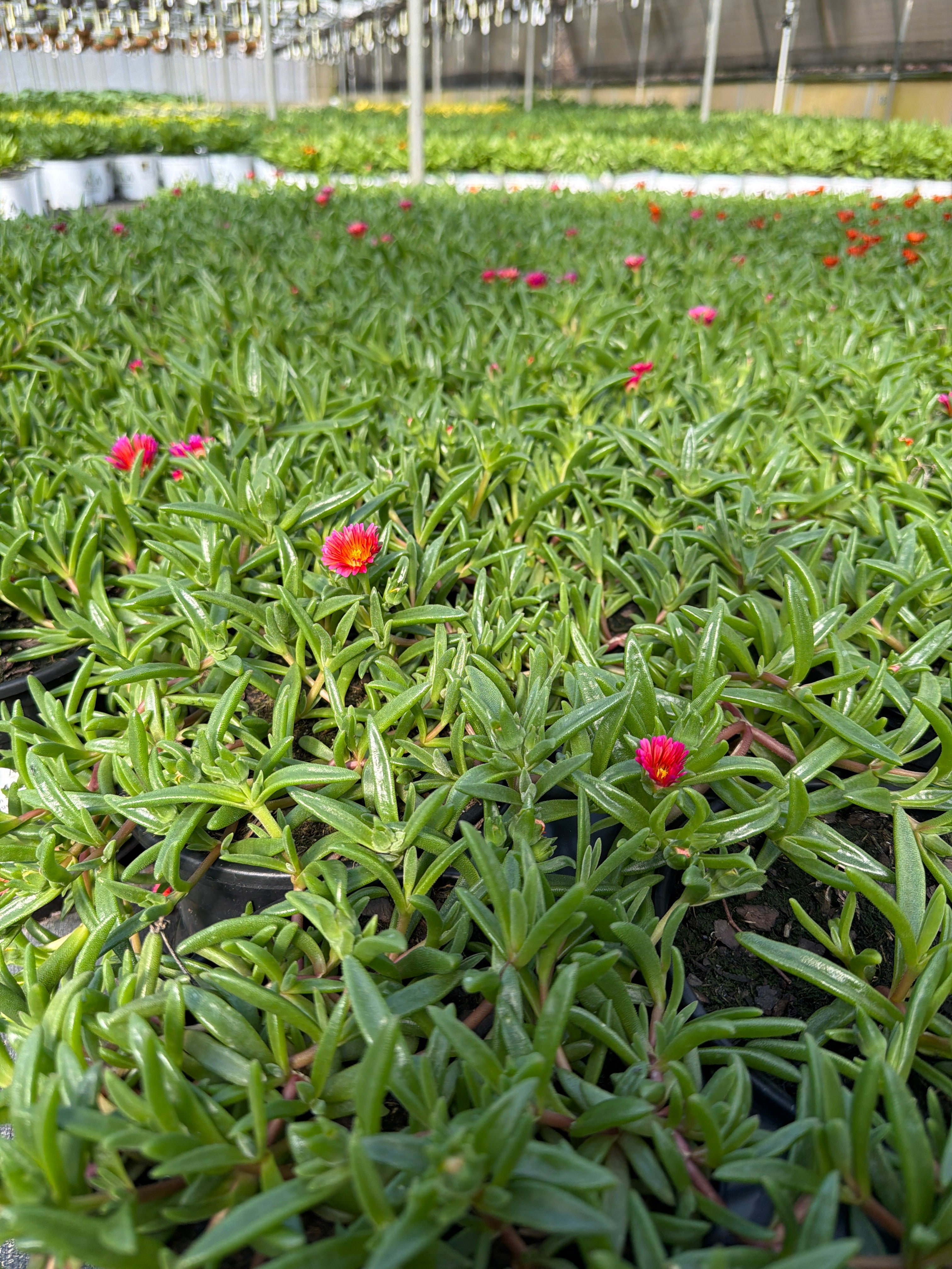 Delosperma Ice Plant Ocean Sunset Orange Glow - 6" Perennial