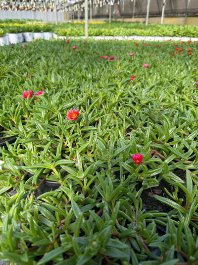 Delosperma Ice Plant Ocean Sunset Orange Glow - 6" Perennial
