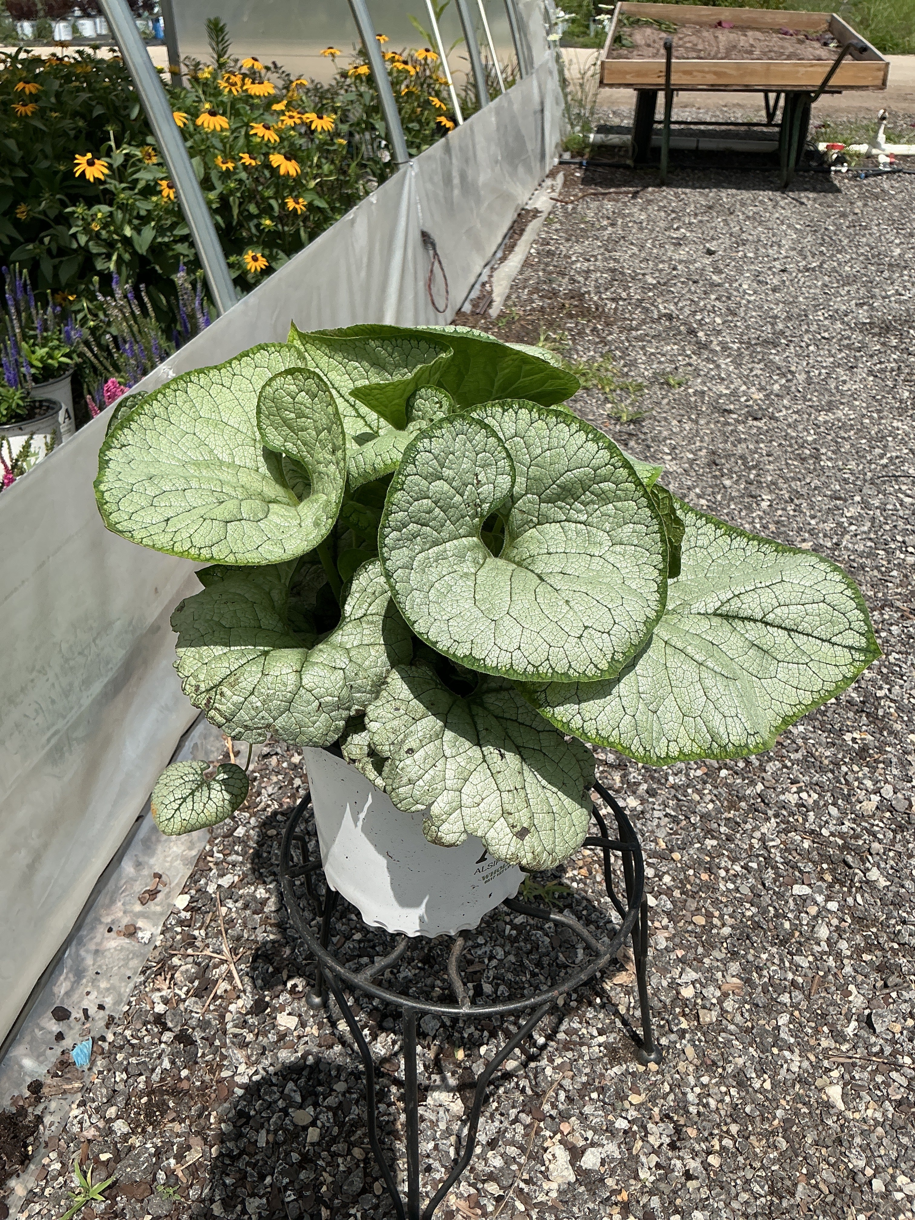 Brunnera Siberian Bugloss Silver Heart