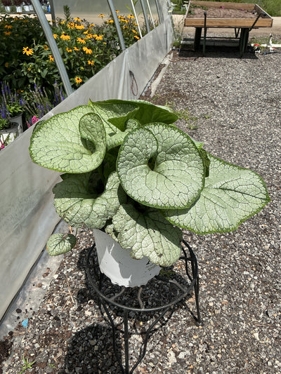 Brunnera Siberian Bugloss Silver Heart