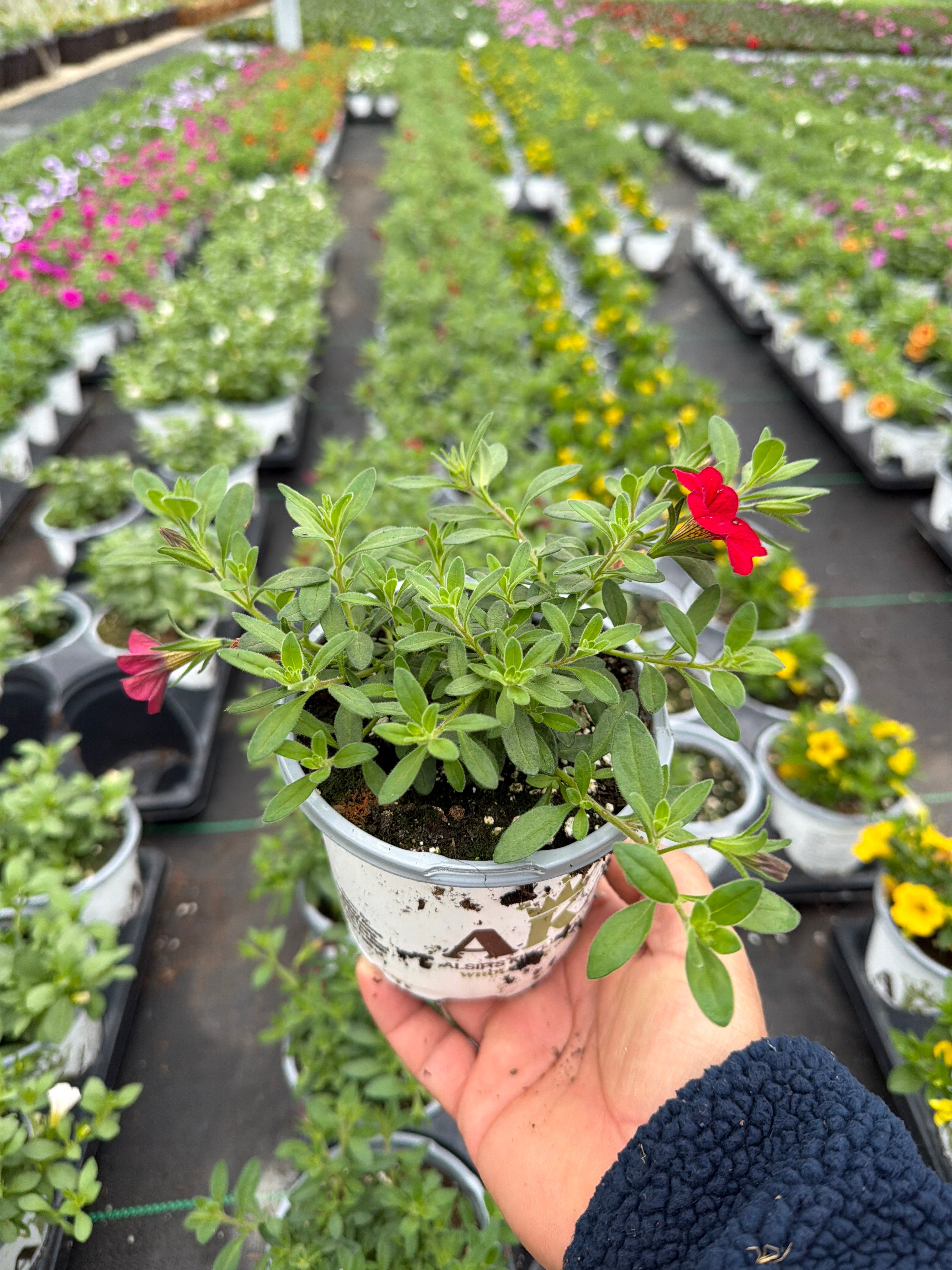 Calibrachoa Cabaret Red Bright - 4.33" Premium Annual