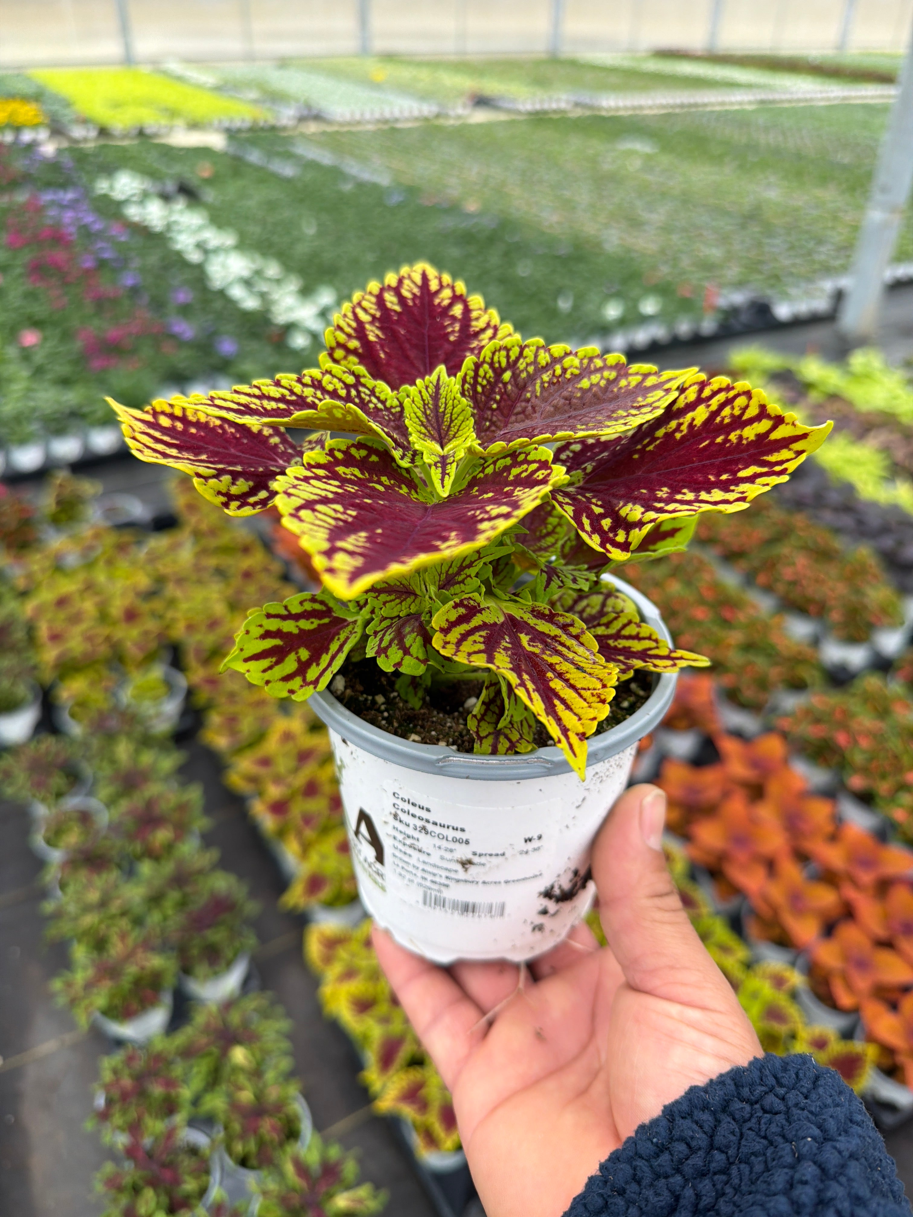 Coleus Coleosaurus - 4.33" Premium Annual