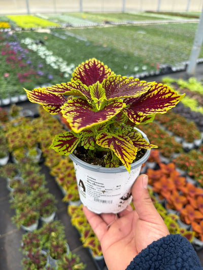 Coleus Coleosaurus - 4.33" Premium Annual
