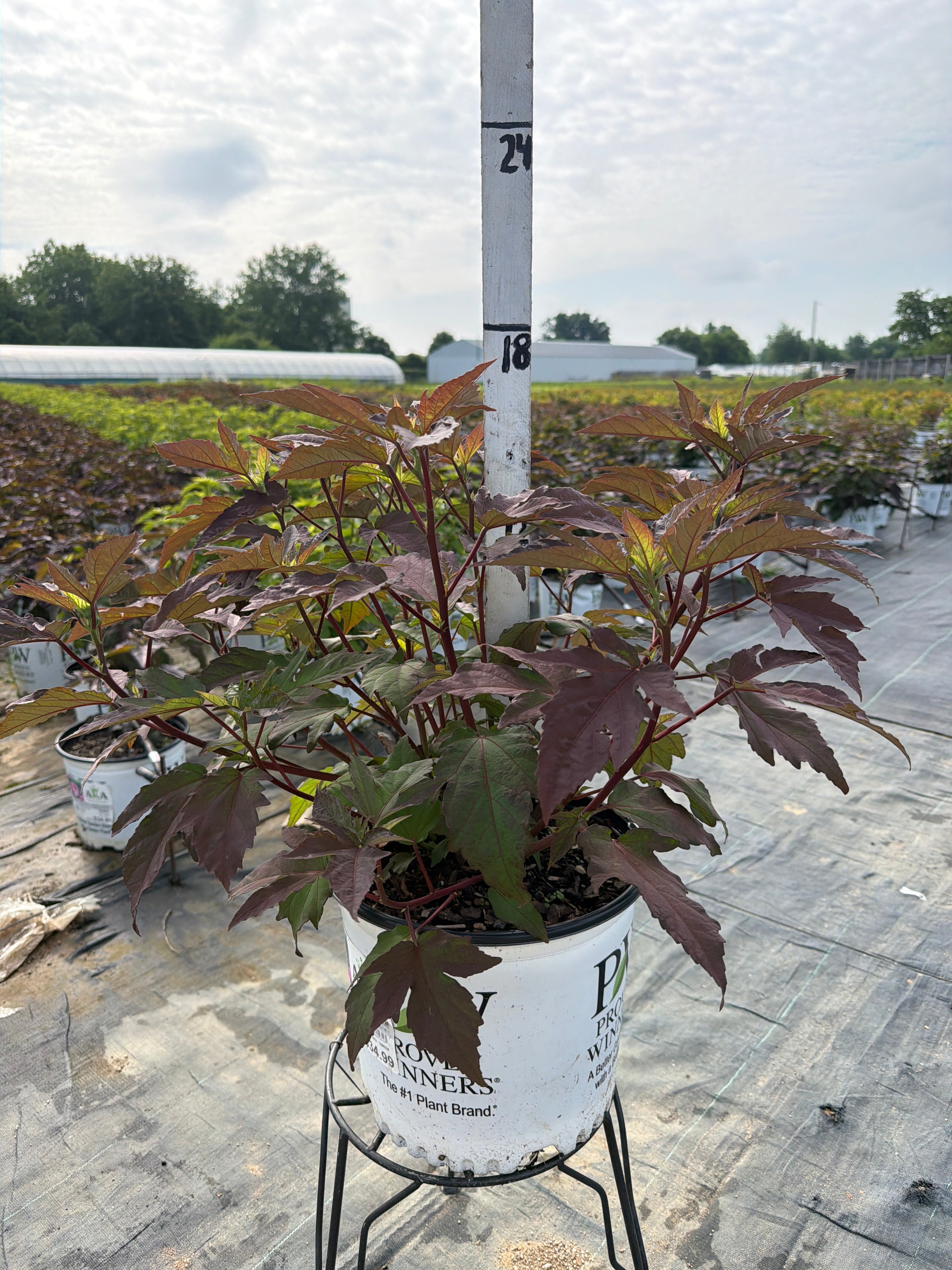 Hibiscus Rose Mallow Summerific Berry Awesome