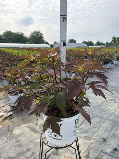 Hibiscus Rose Mallow Summerific Berry Awesome