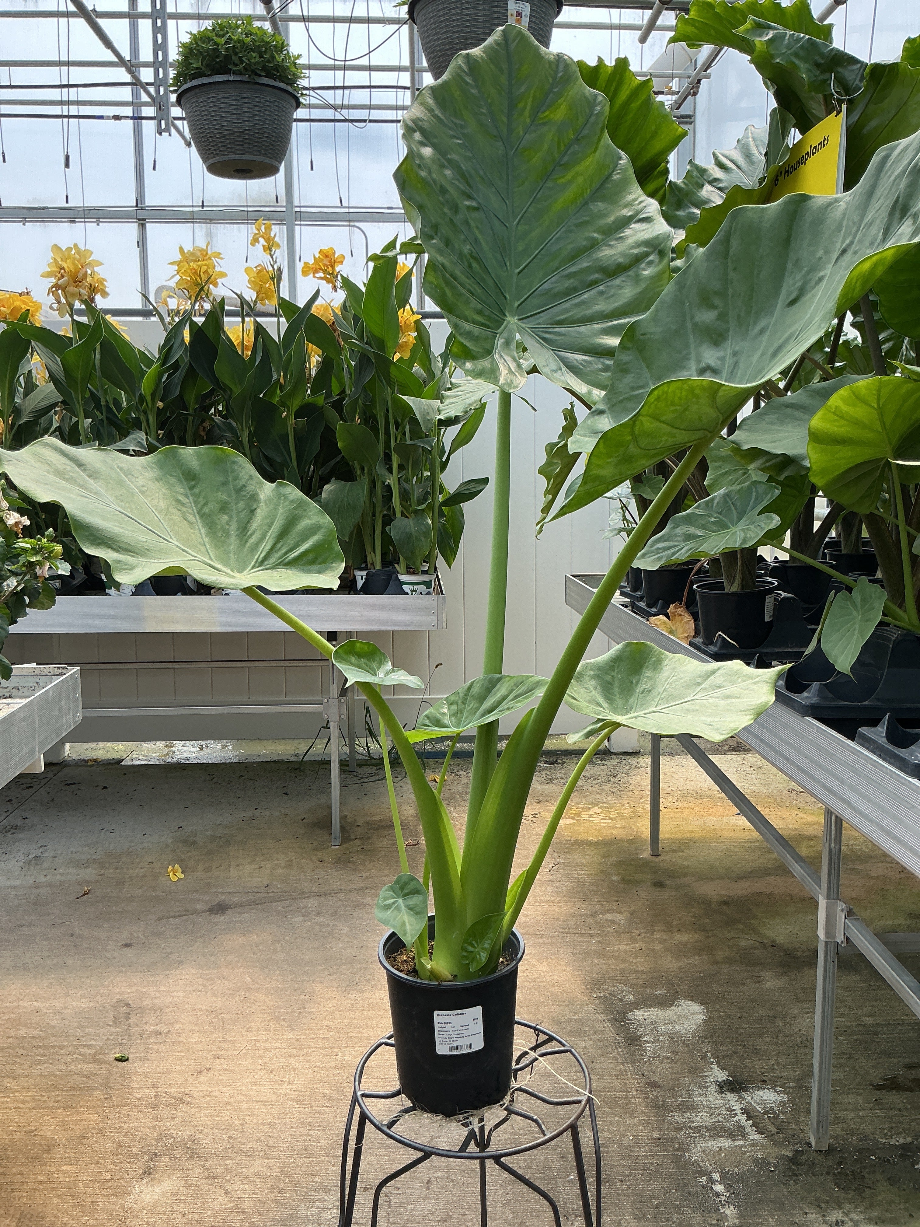 Alocasia Calidora