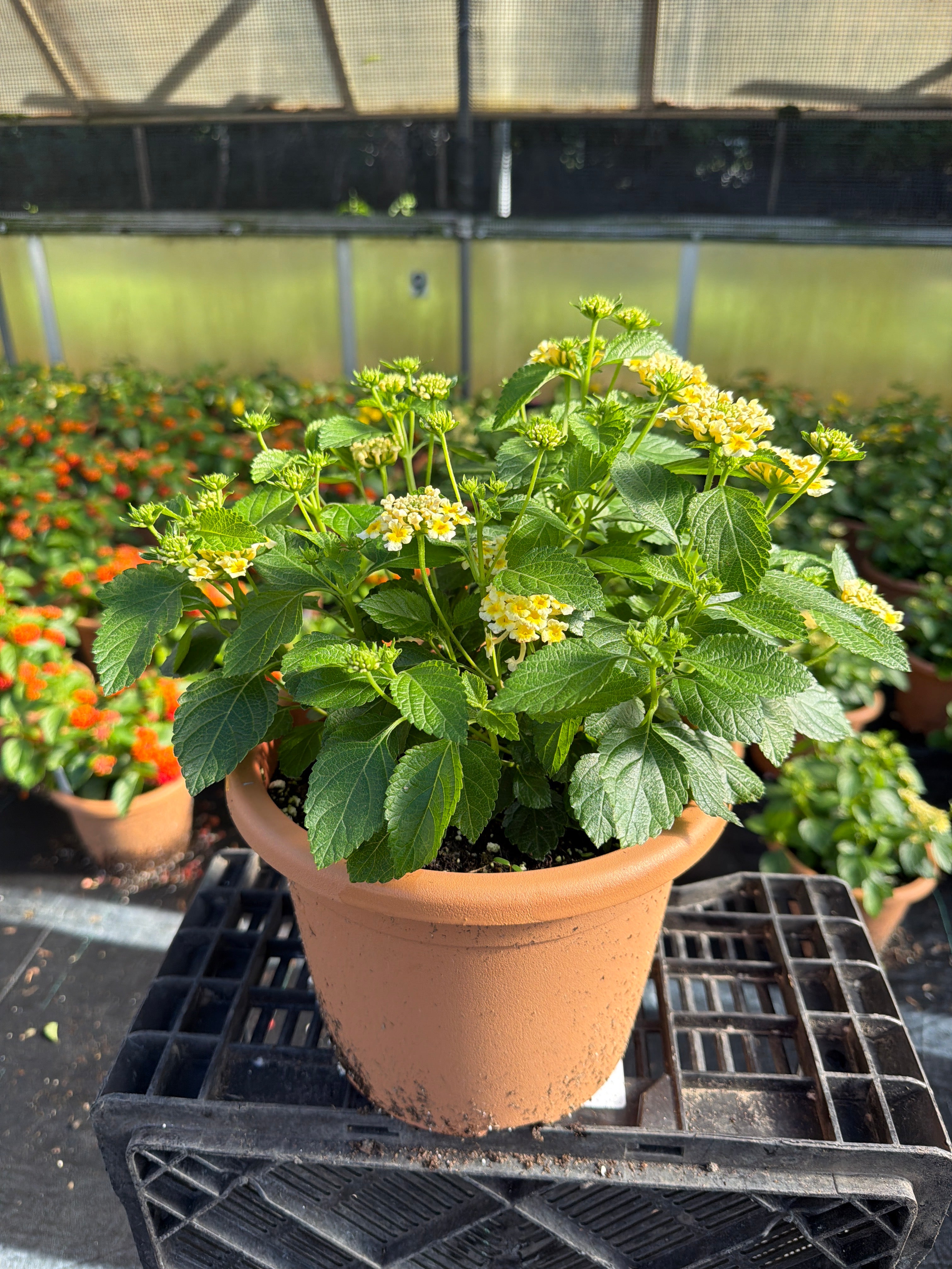 Lantana Shamrock Butterscotch Glow - 8" Planter