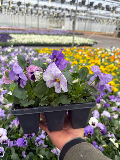 Pansy Delta Pro Lavender Blue Shades - 6 Pack Annual