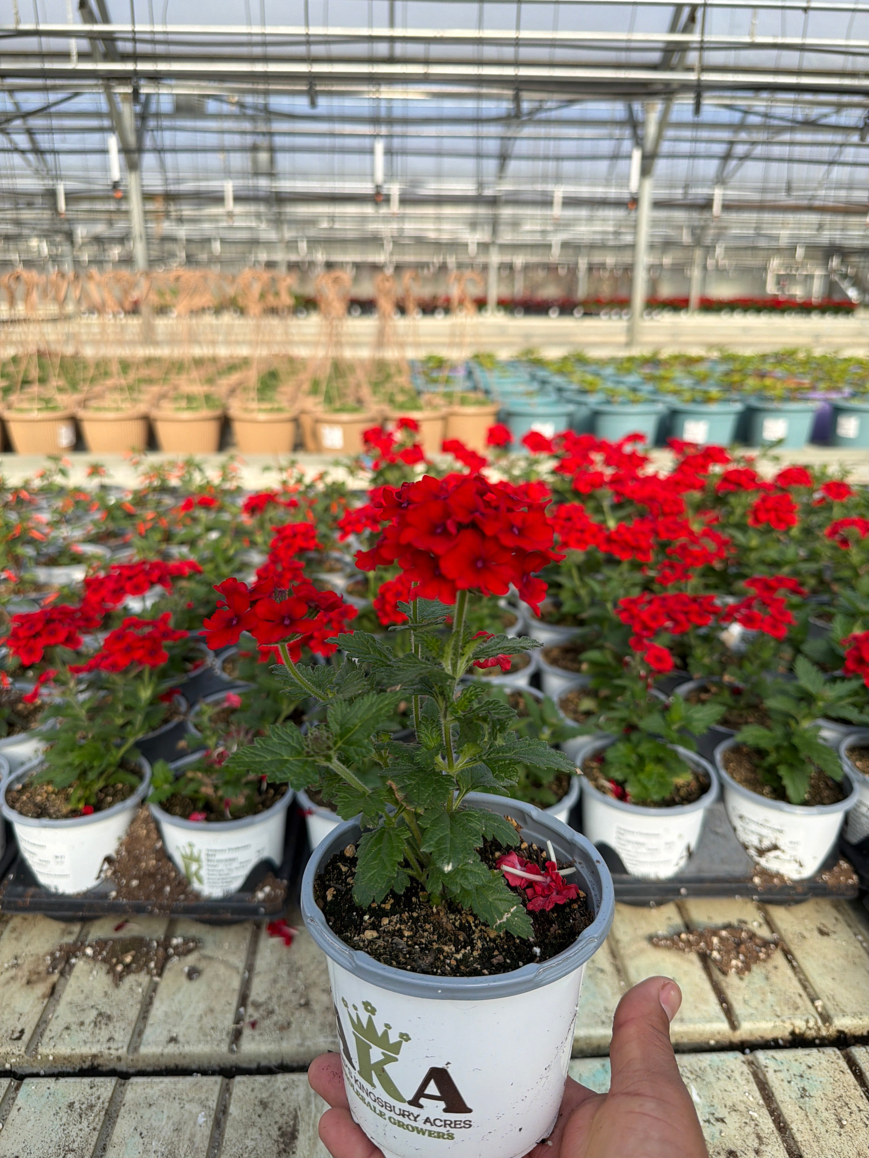 Verbena Firehouse Red - 4.33" Premium Annual