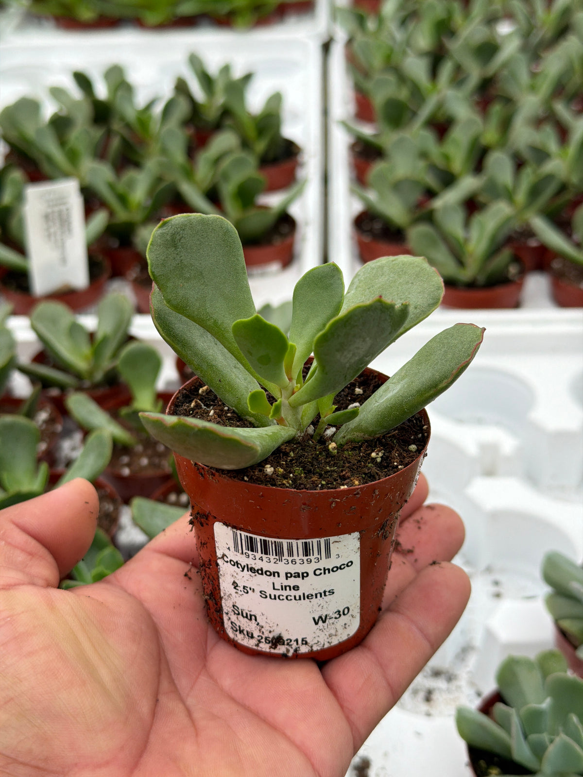 Cotyledon papillaris 'Choco Line' - 2.5" Succulent