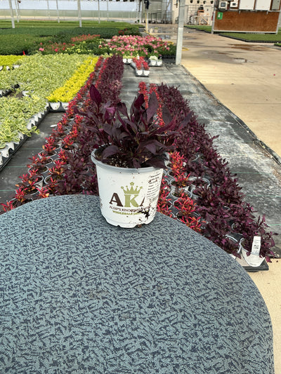 Alteranthera Little Ruby - 4.33" Premium Annual