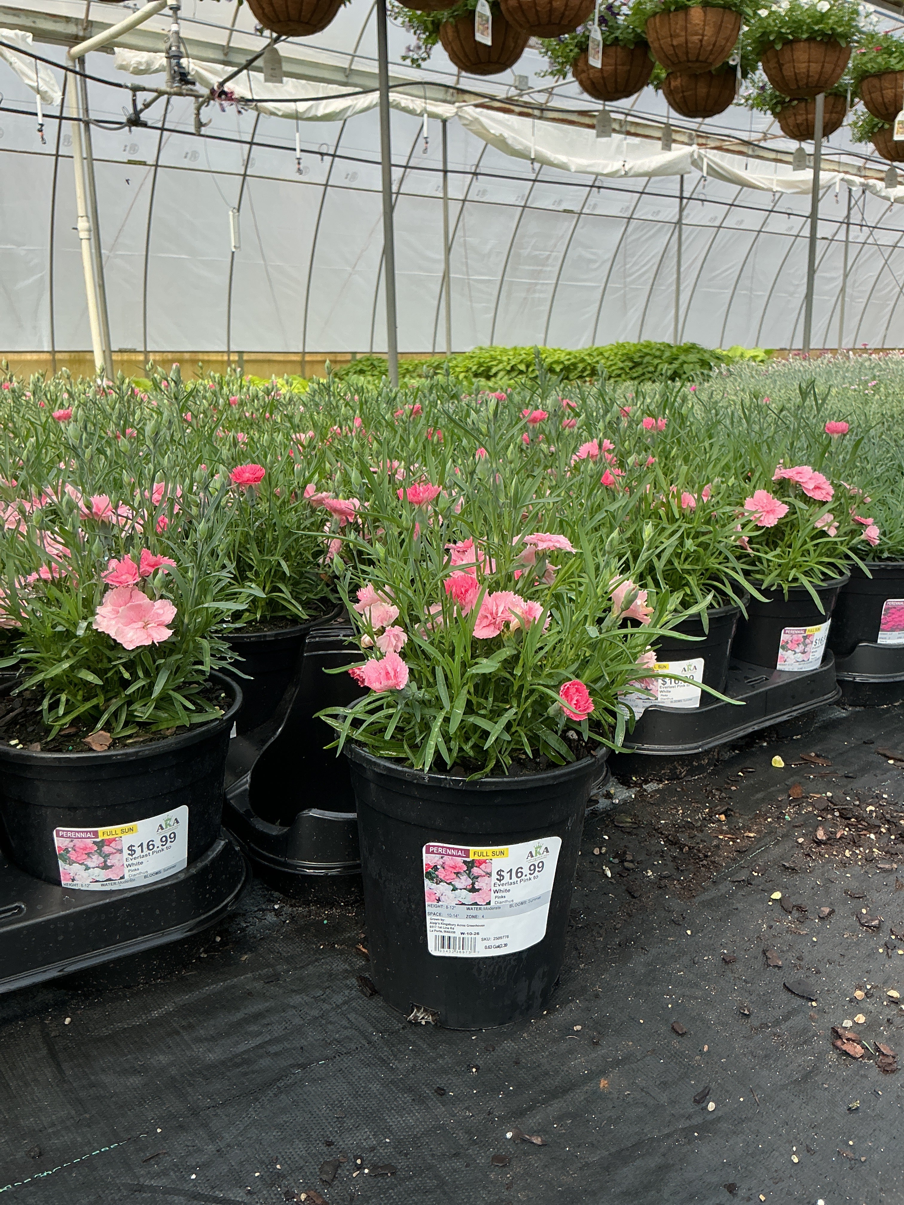 Dianthus Pinks Everlast Pink to White - 6" Perennial