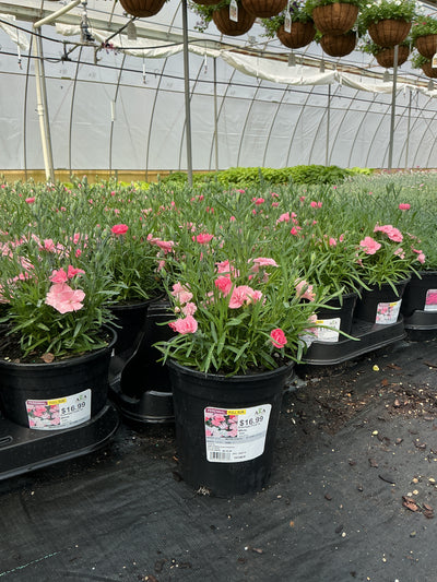 Dianthus Pinks Everlast Pink to White - 6" Perennial