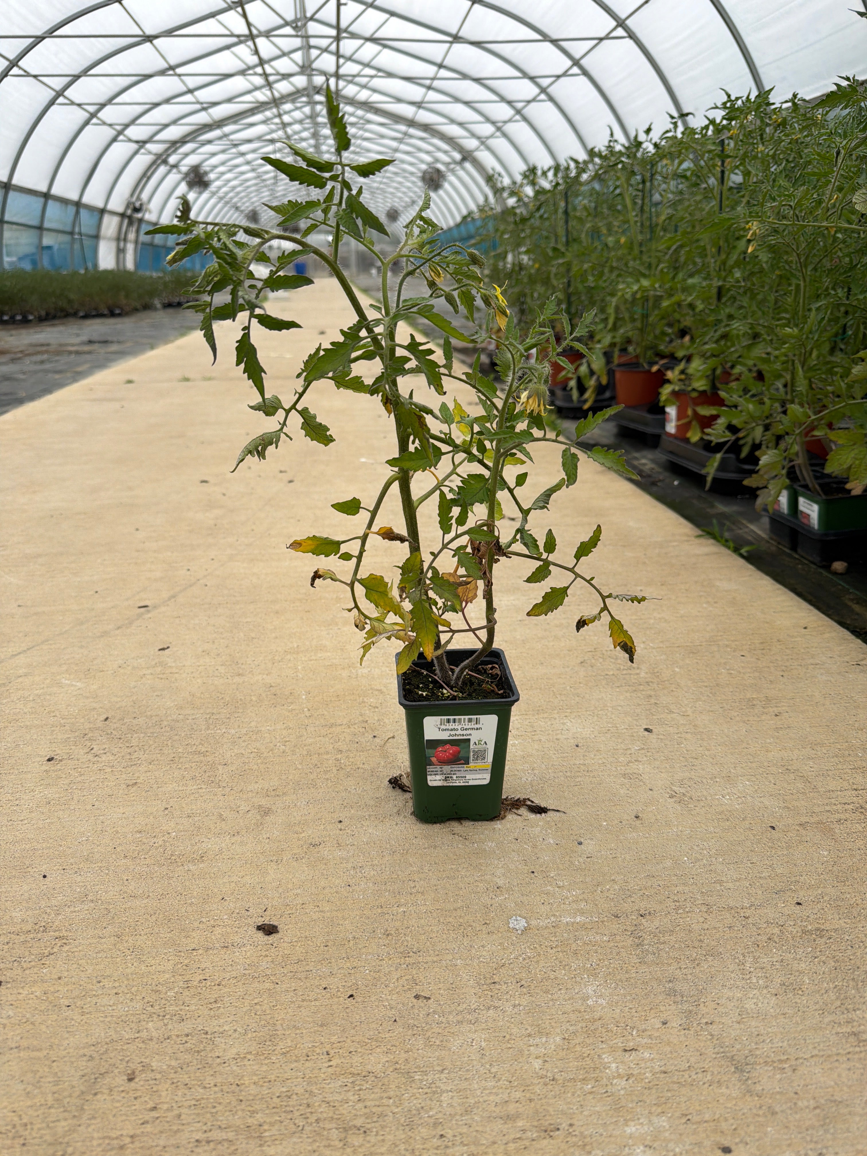 Tomato German Johnson - 4" Potted Vegetable