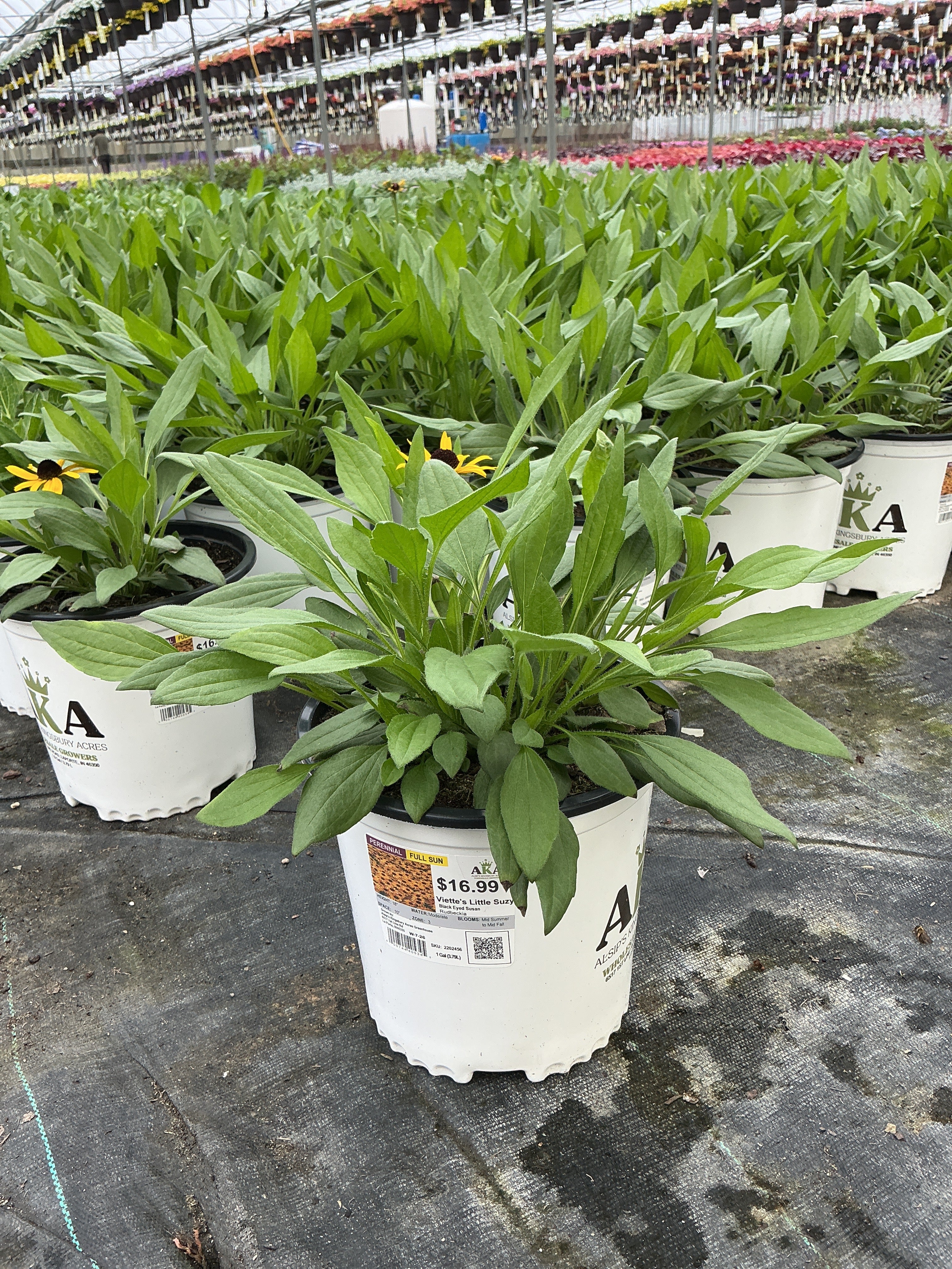 Rudbeckia Black Eyed Susan Viette's Little Suzy