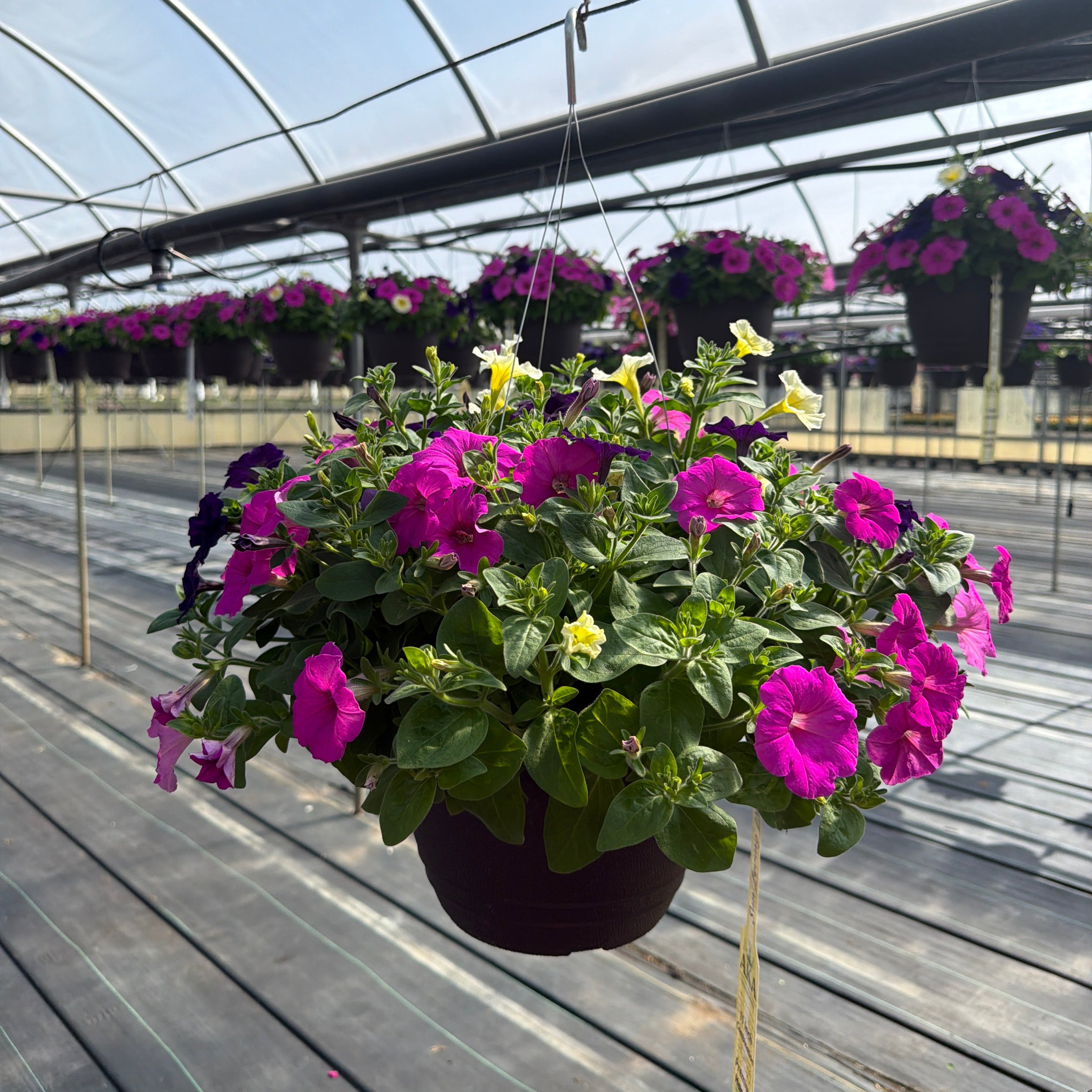 Petunia Easy Wave 701 Loving It Mix - 11" Hanging Basket