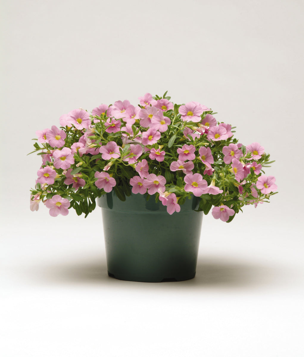Calibrachoa Cabaret Pink Light - 4.33" Premium Annual