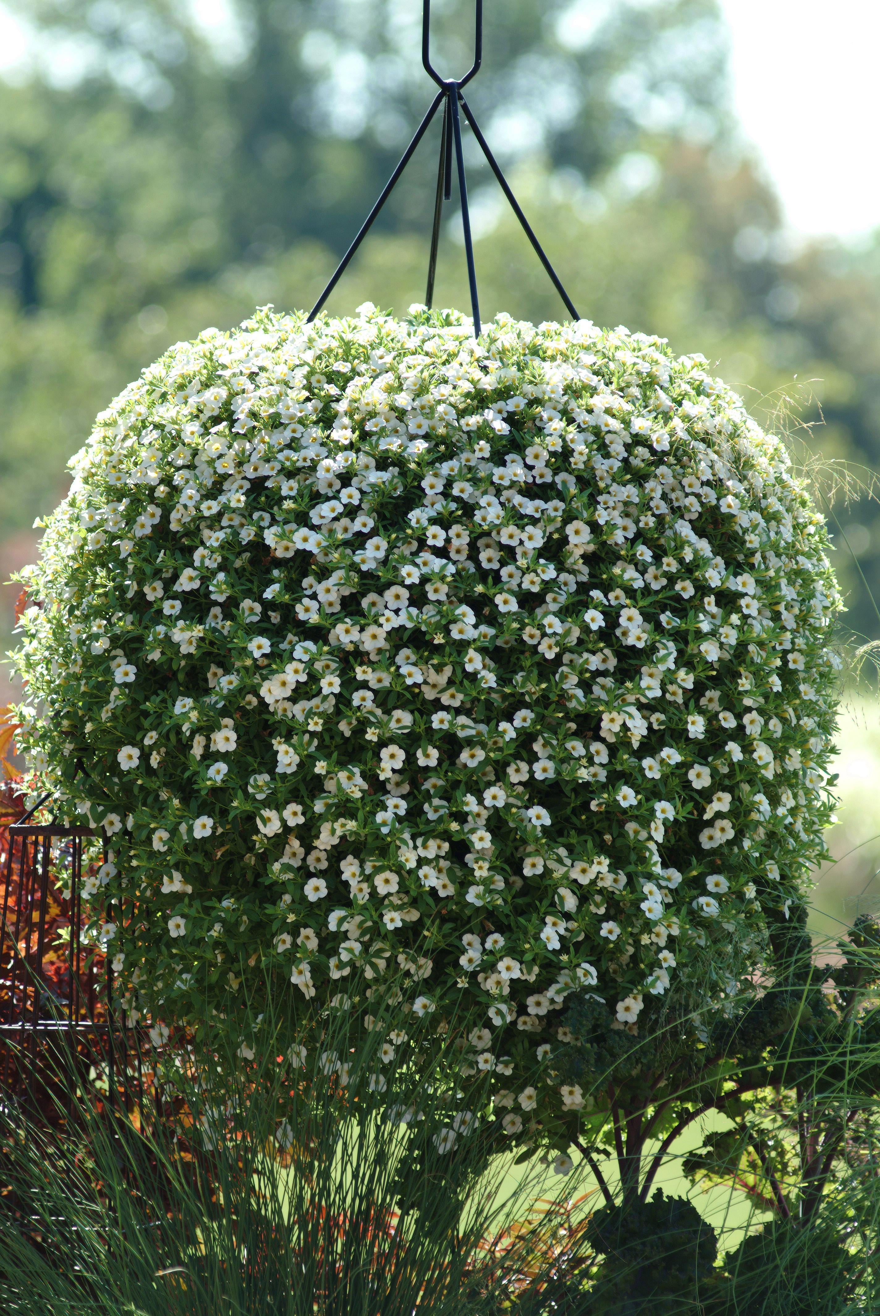 Calibrachoa Cabaret White - 11" Hanging Basket