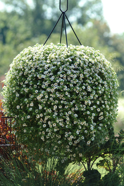 Calibrachoa Cabaret White - 11" Hanging Basket
