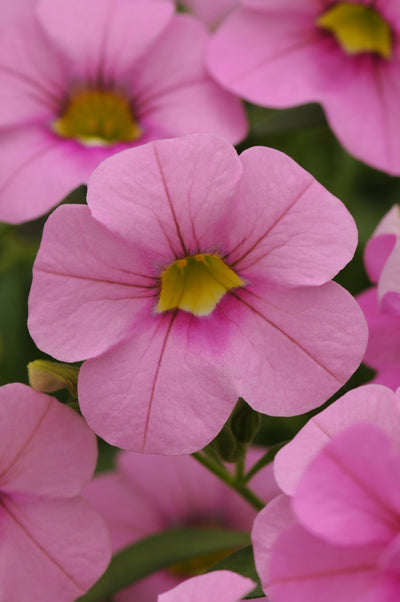 Calibrachoa Cabaret Pink Light - 4.33" Premium Annual