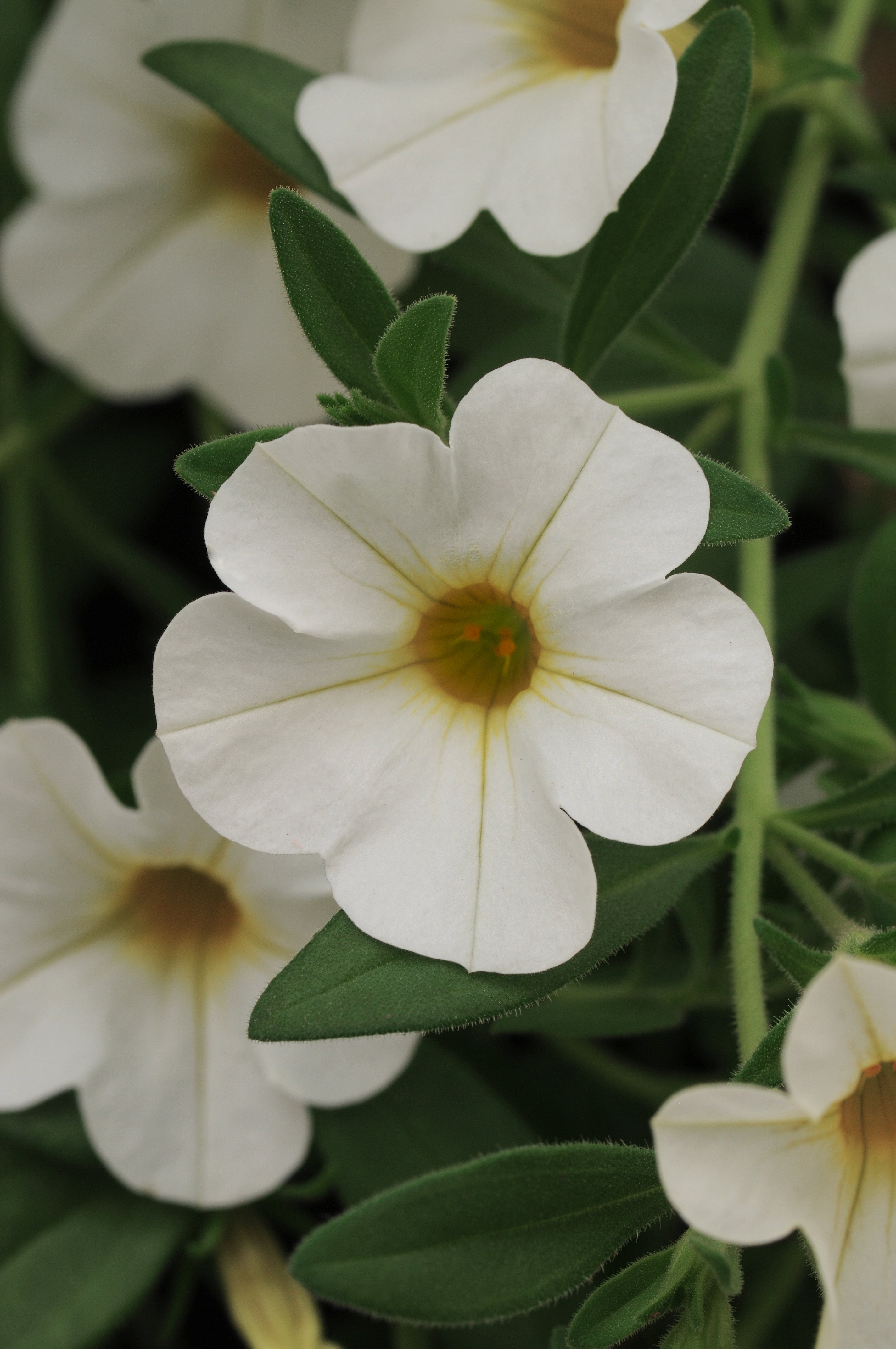 Calibrachoa Cabaret White - 4.33" Premium Annual