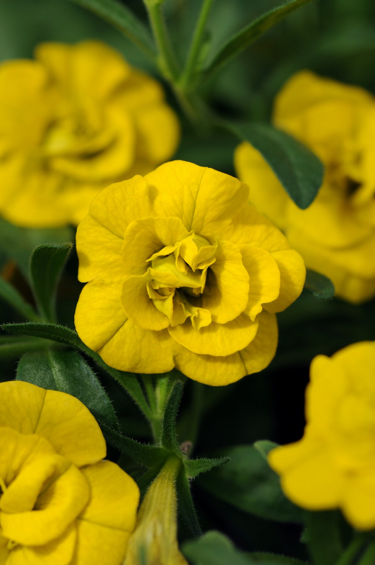 Calibrachoa MiniFamous Neo Double Yellow Deep - 11" Hanging Basket
