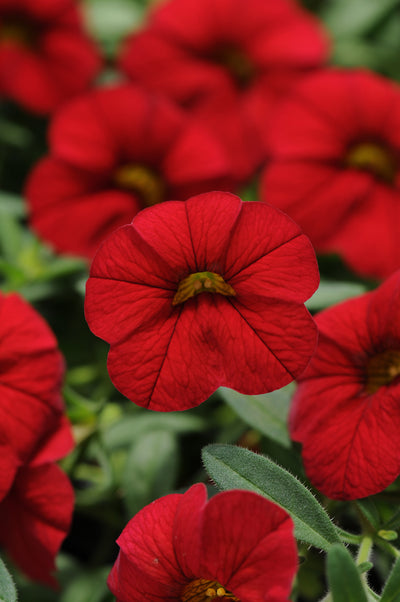 Calibrachoa Cabaret Red Bright - 11" Hanging Basket