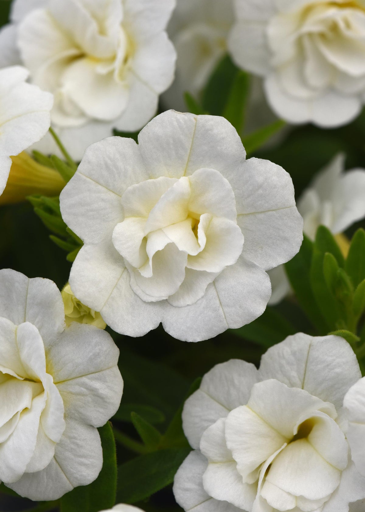 Calibrachoa MiniFamous Neo Double White - 4.33" Premium Annual