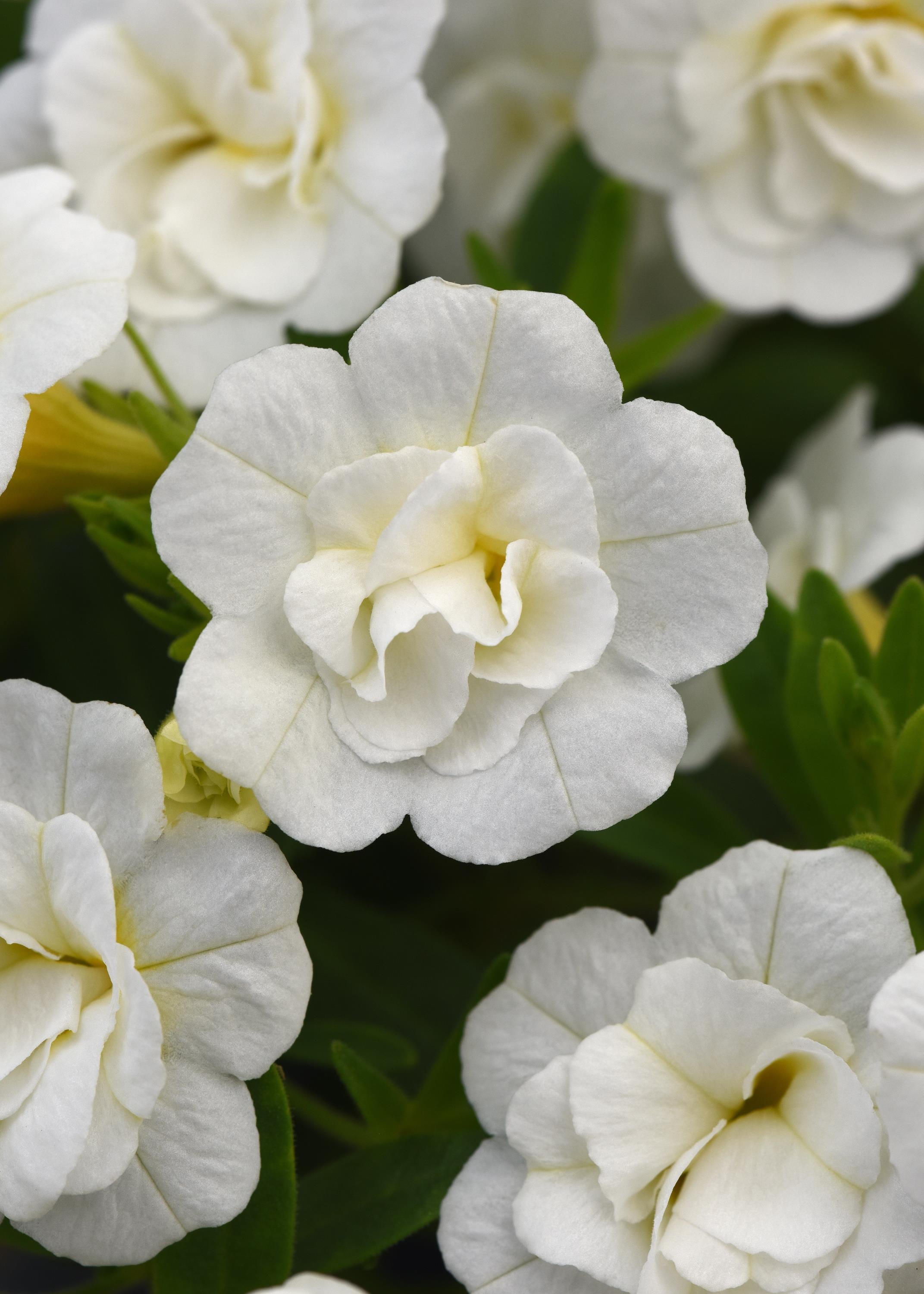 Calibrachoa MiniFamous Neo Double White - 4.33" Premium Annual