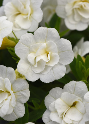 Calibrachoa MiniFamous Neo Double White - 4.33" Premium Annual