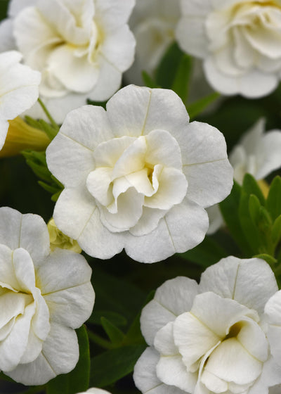 Calibrachoa MiniFamous Neo Double White - 4.33" Premium Annual