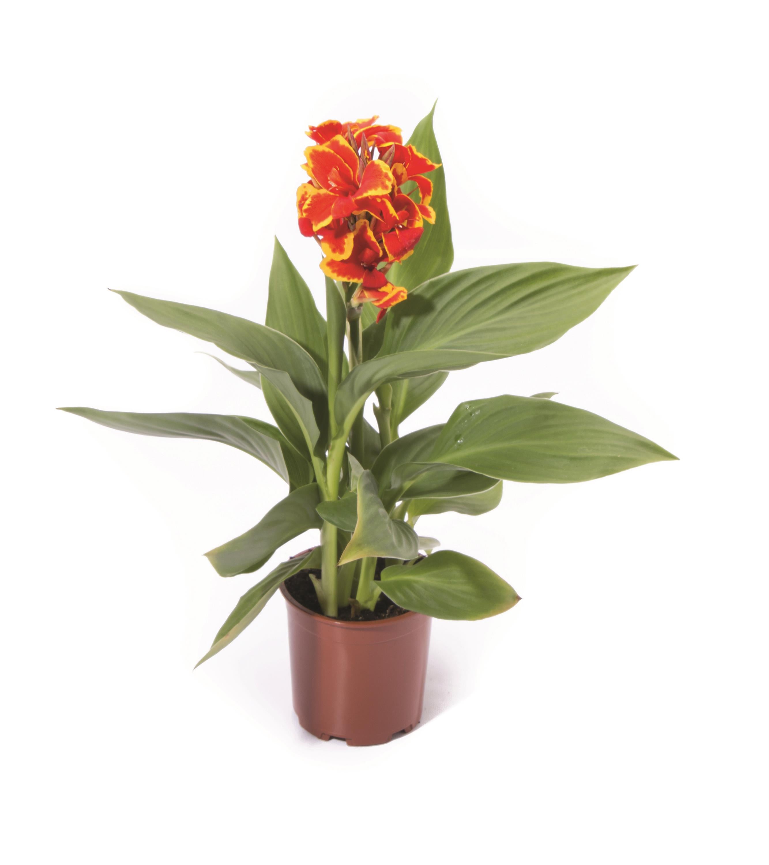 Canna Cannova Red Golden Flame - 8" Planter