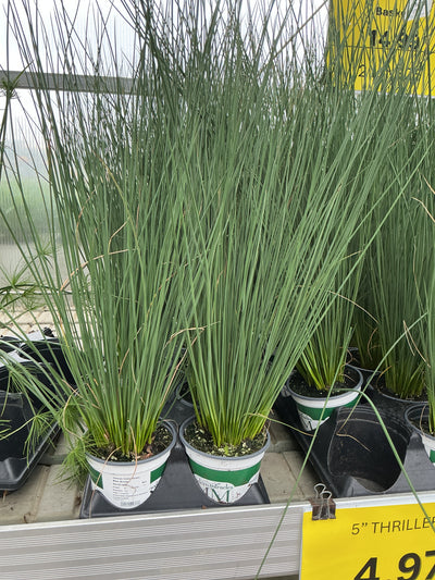 Juncus ColorGrass Blue Arrows - 5" Premium Thriller Annual