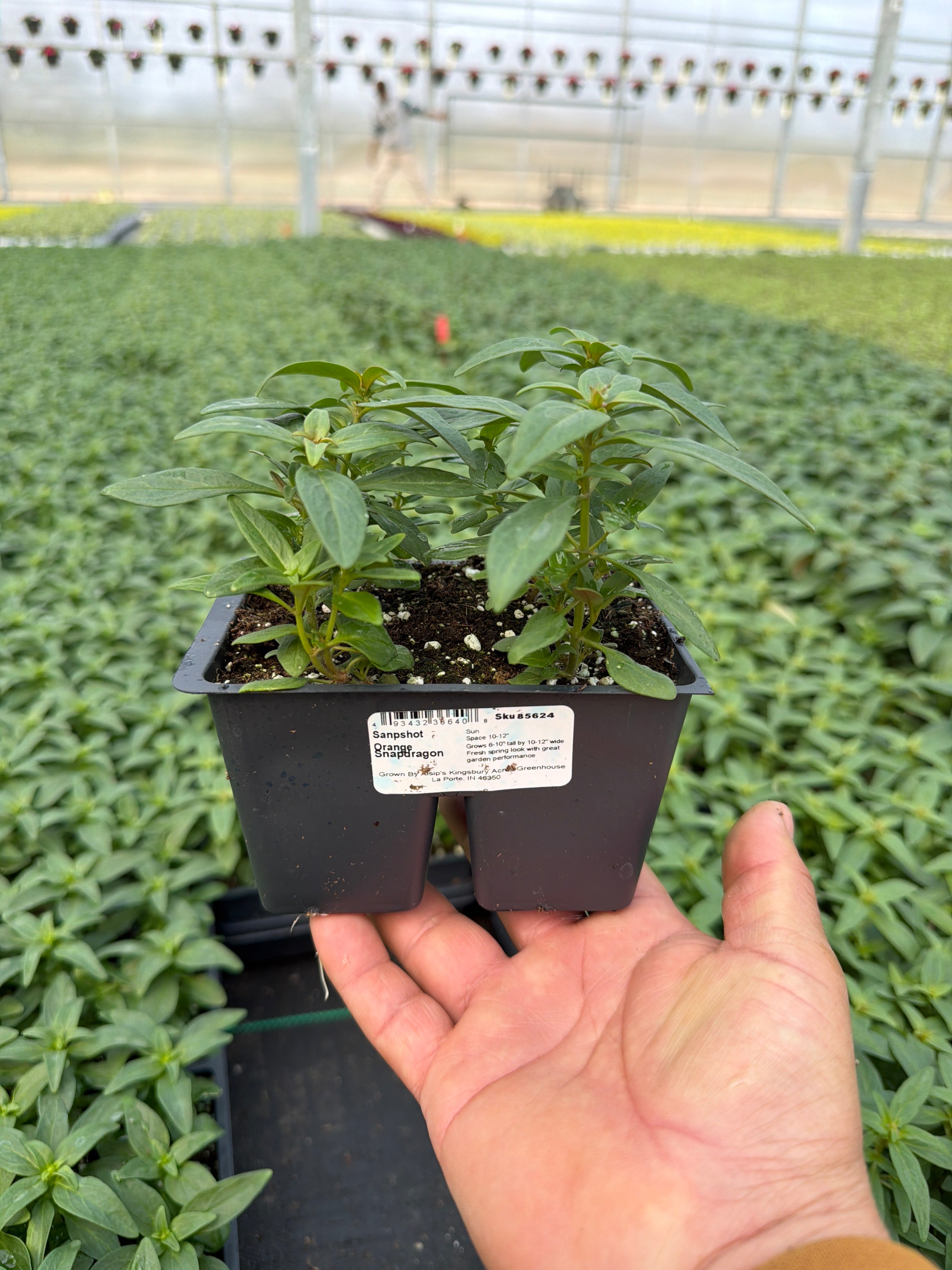 Snapdragon Snapshot Orange - 4 Pack Annual