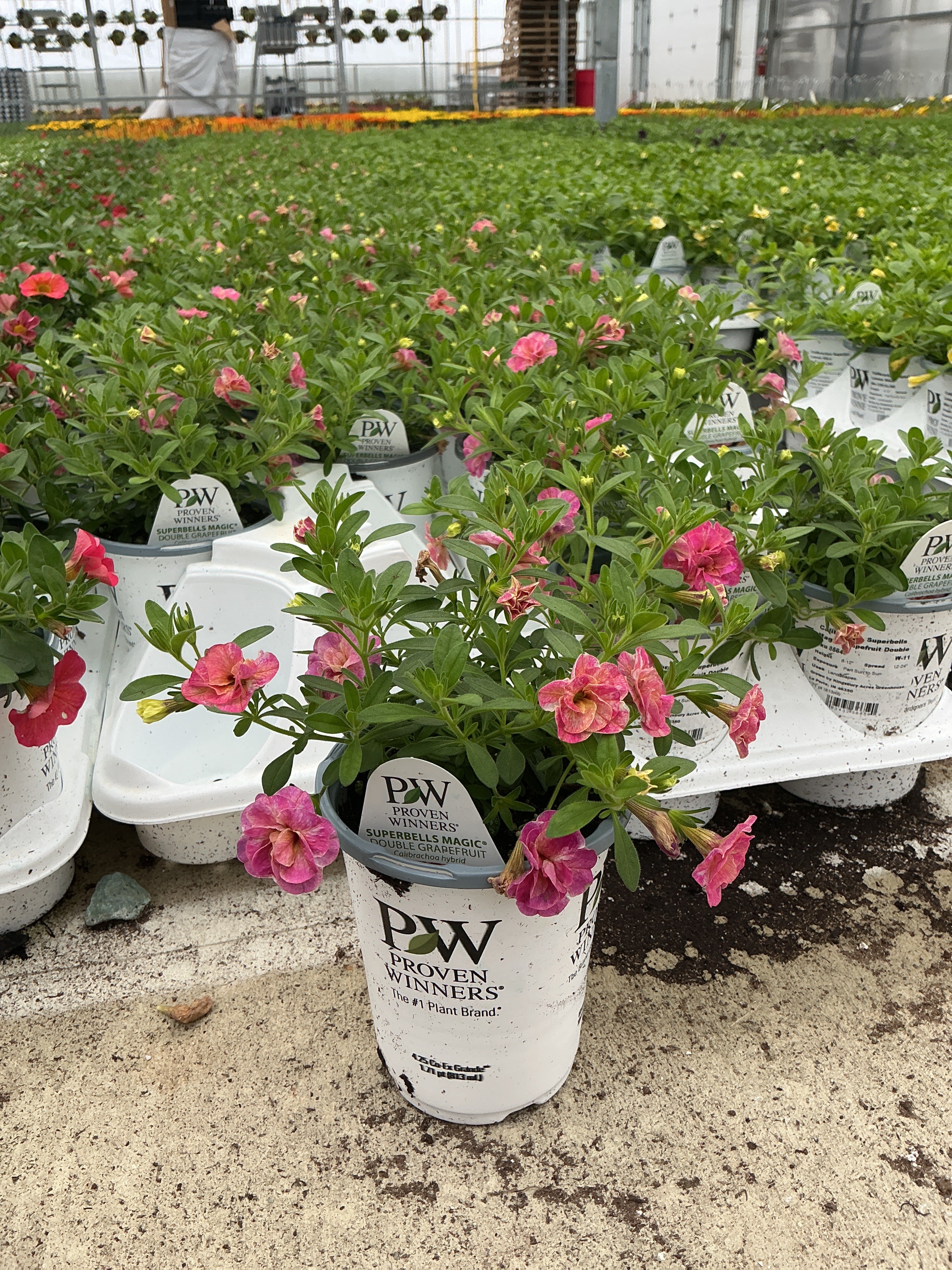 Calibrachoa Superbells Magic Grapefruit Double - 4.25" Proven Winners Annual