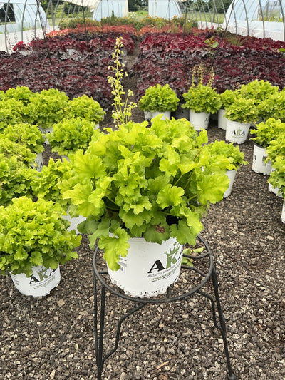Heuchera Coral Bell Lime Marmalade