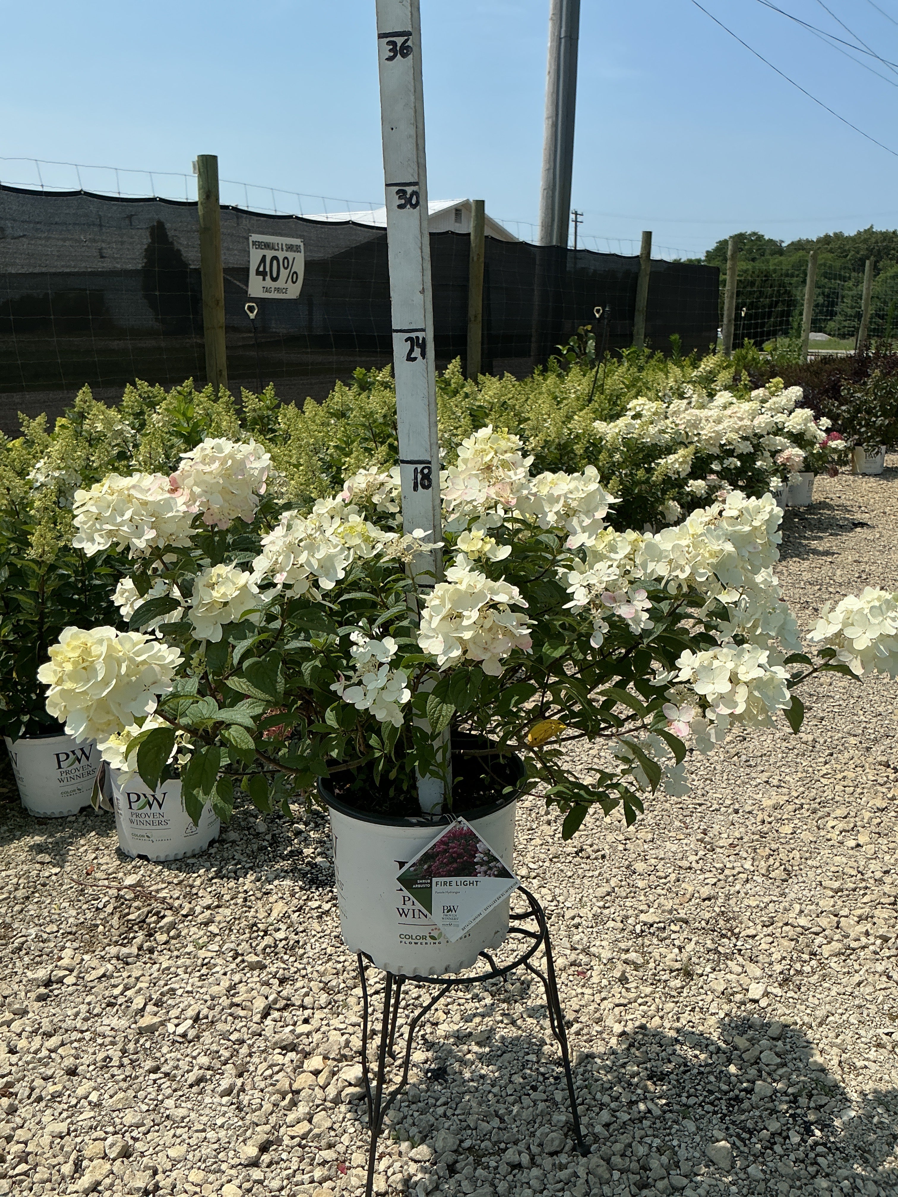 Hydrangea Fire Light