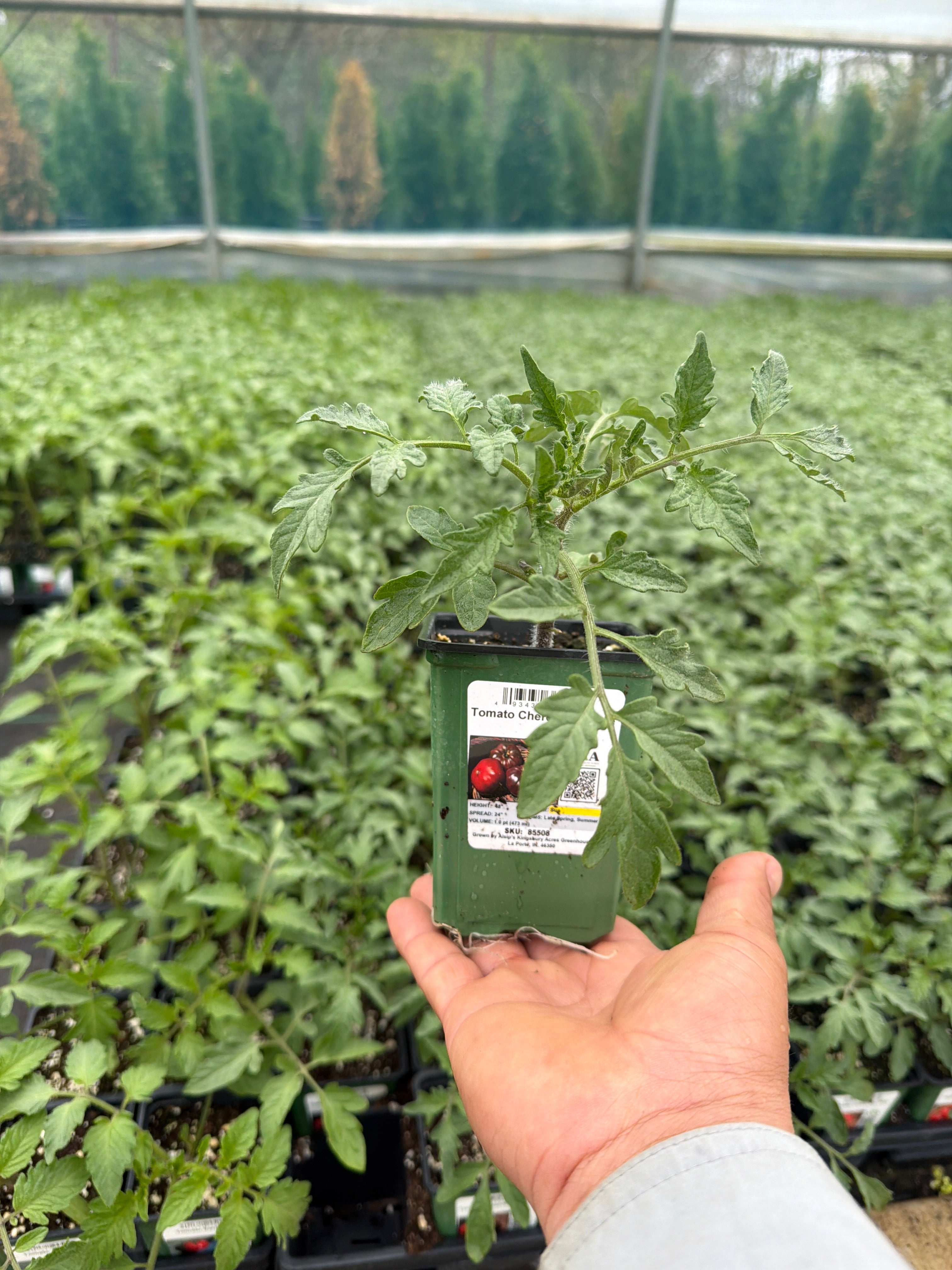 Tomato Cherokee Purple - 4" Potted Vegetable