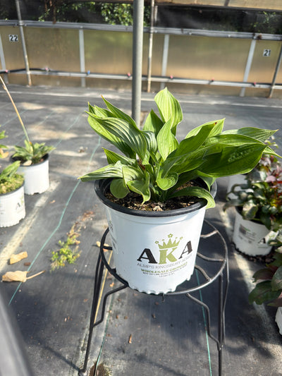 Hosta Plantain Lily Yellow Polka Dot Bikini