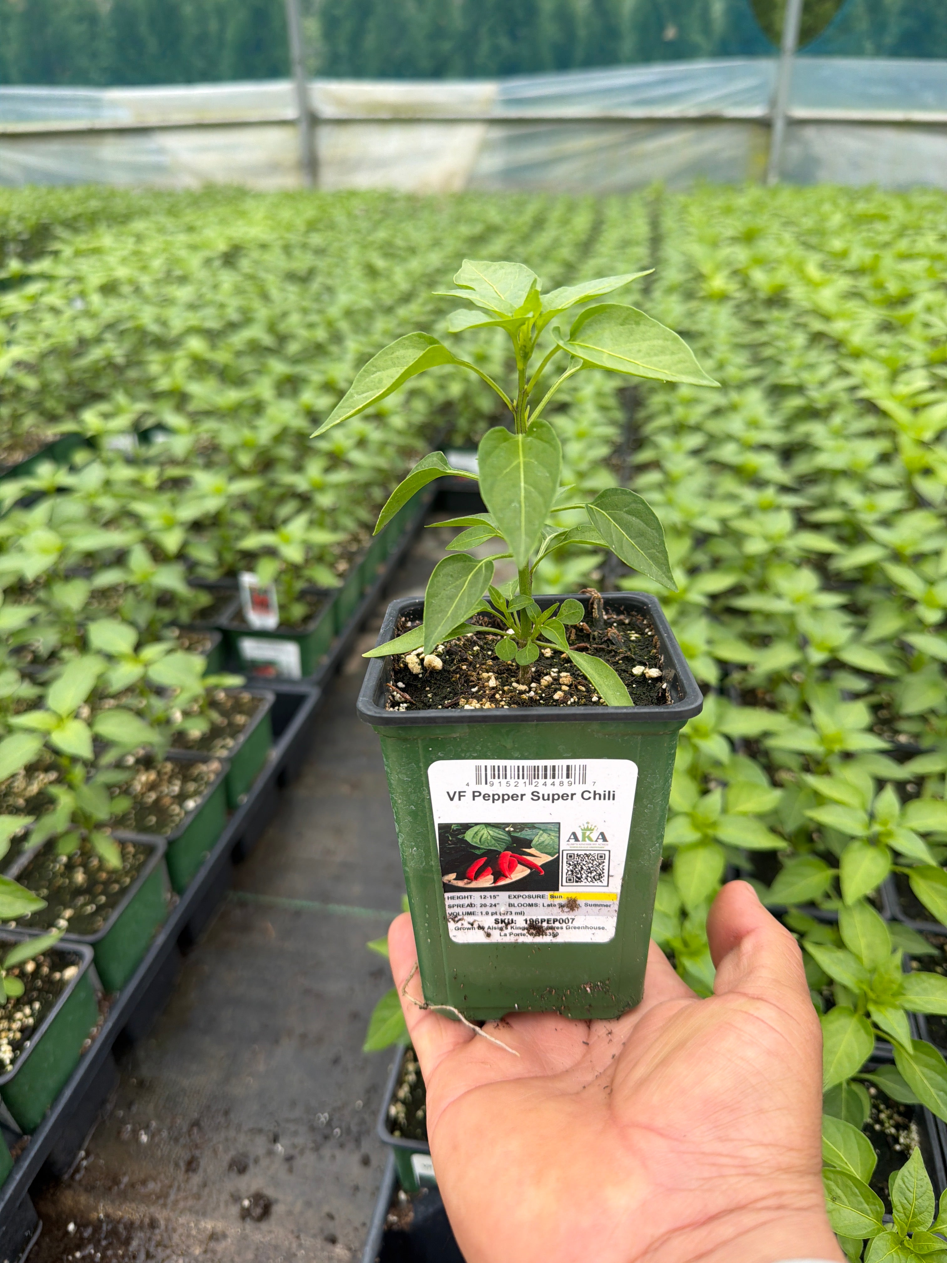 Pepper Super Chili - 4" Potted Vegetable