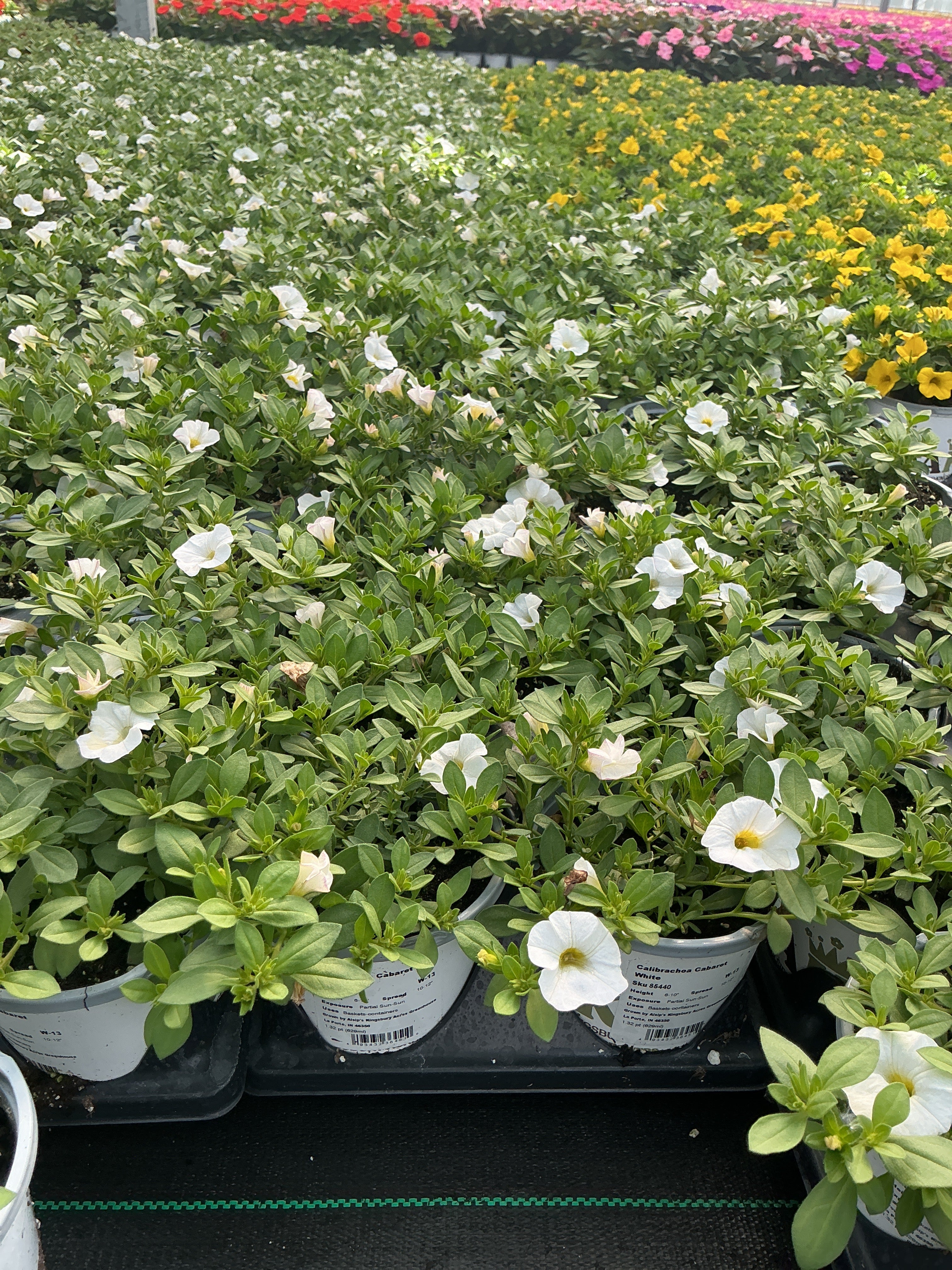Calibrachoa Cabaret White - 4.33" Premium Annual