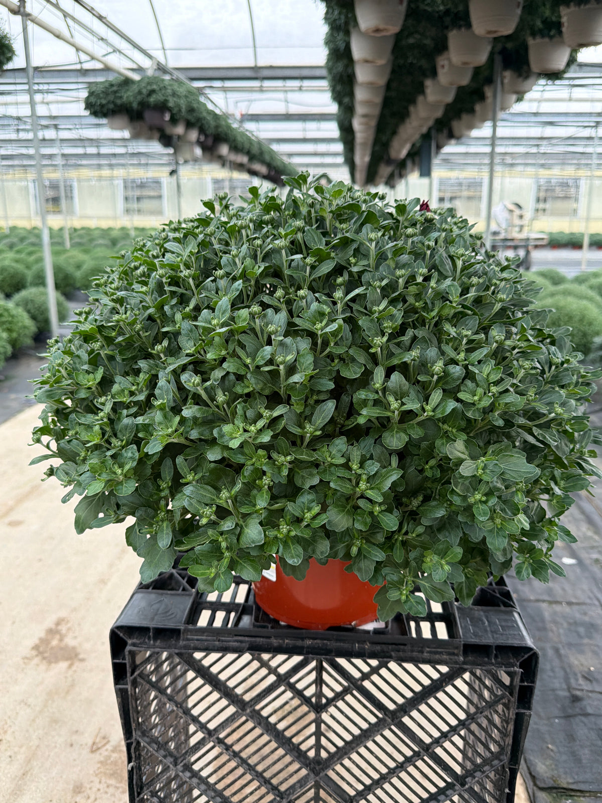 Lucky Purple - 8"x6" Potted Garden Mum