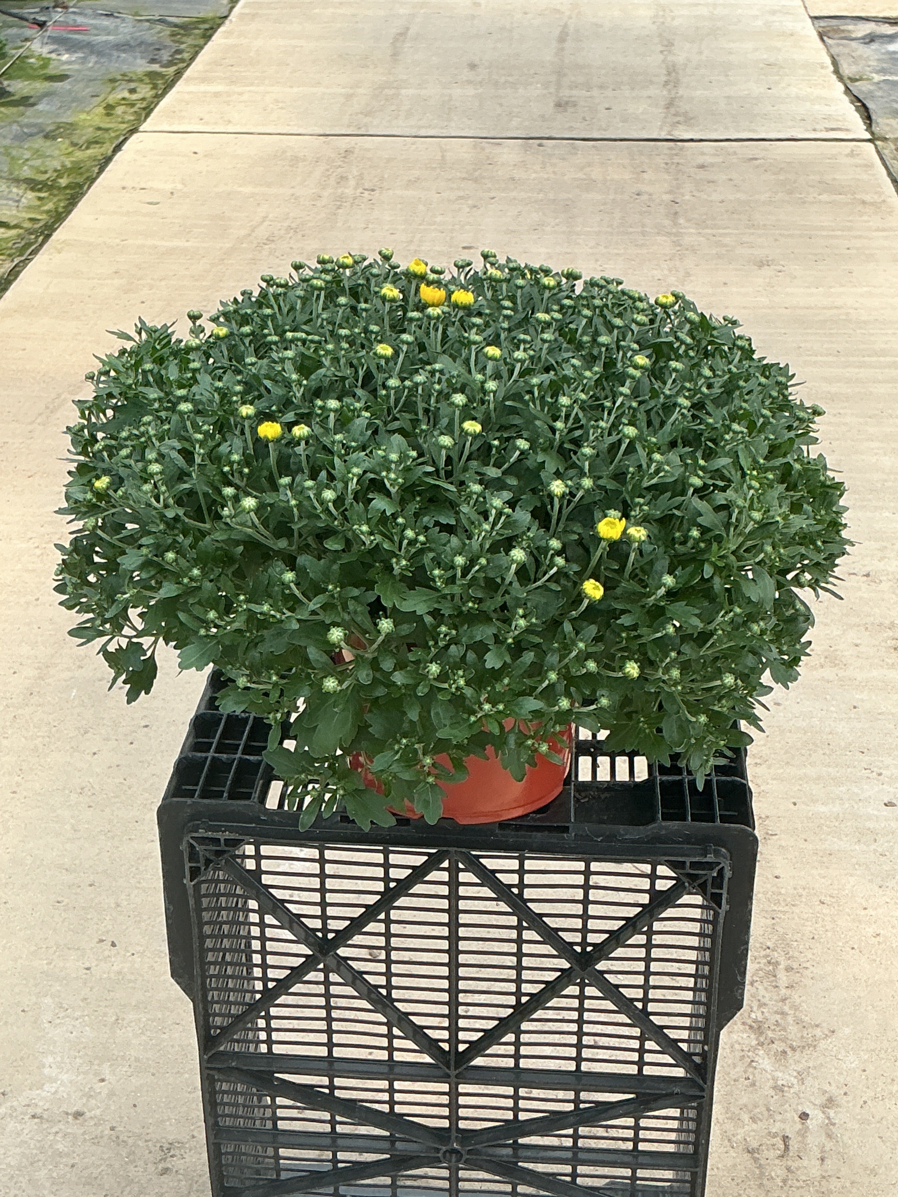Beach Yellow - 8"x6" Potted Garden Mum