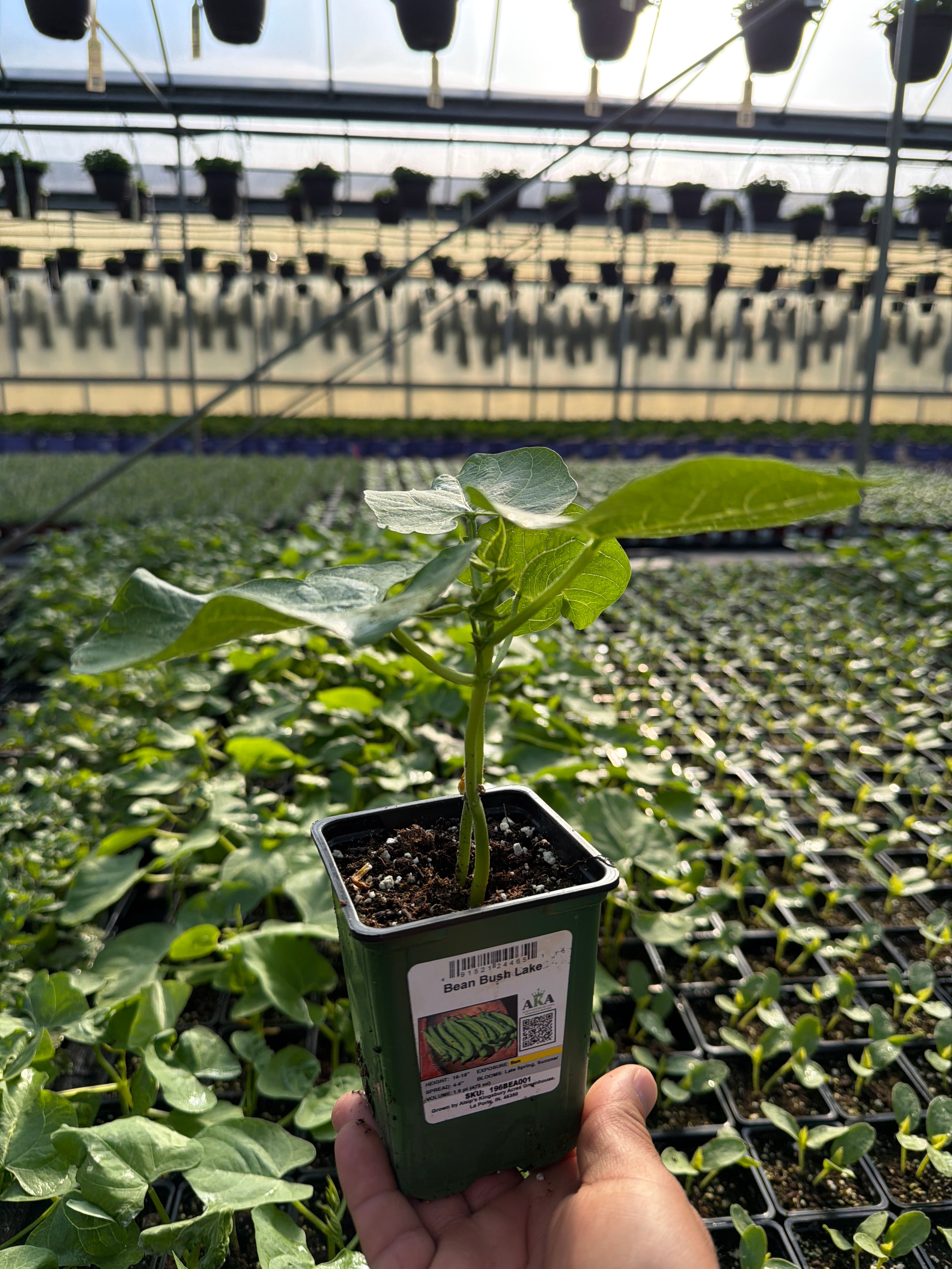 Bean Bush Lake - 4" Potted Vegetable
