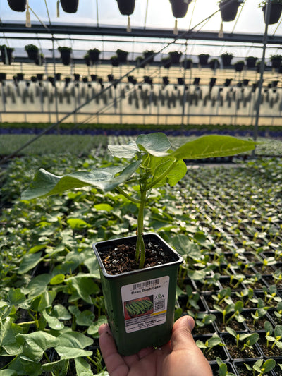 Bean Bush Lake - 4" Potted Vegetable